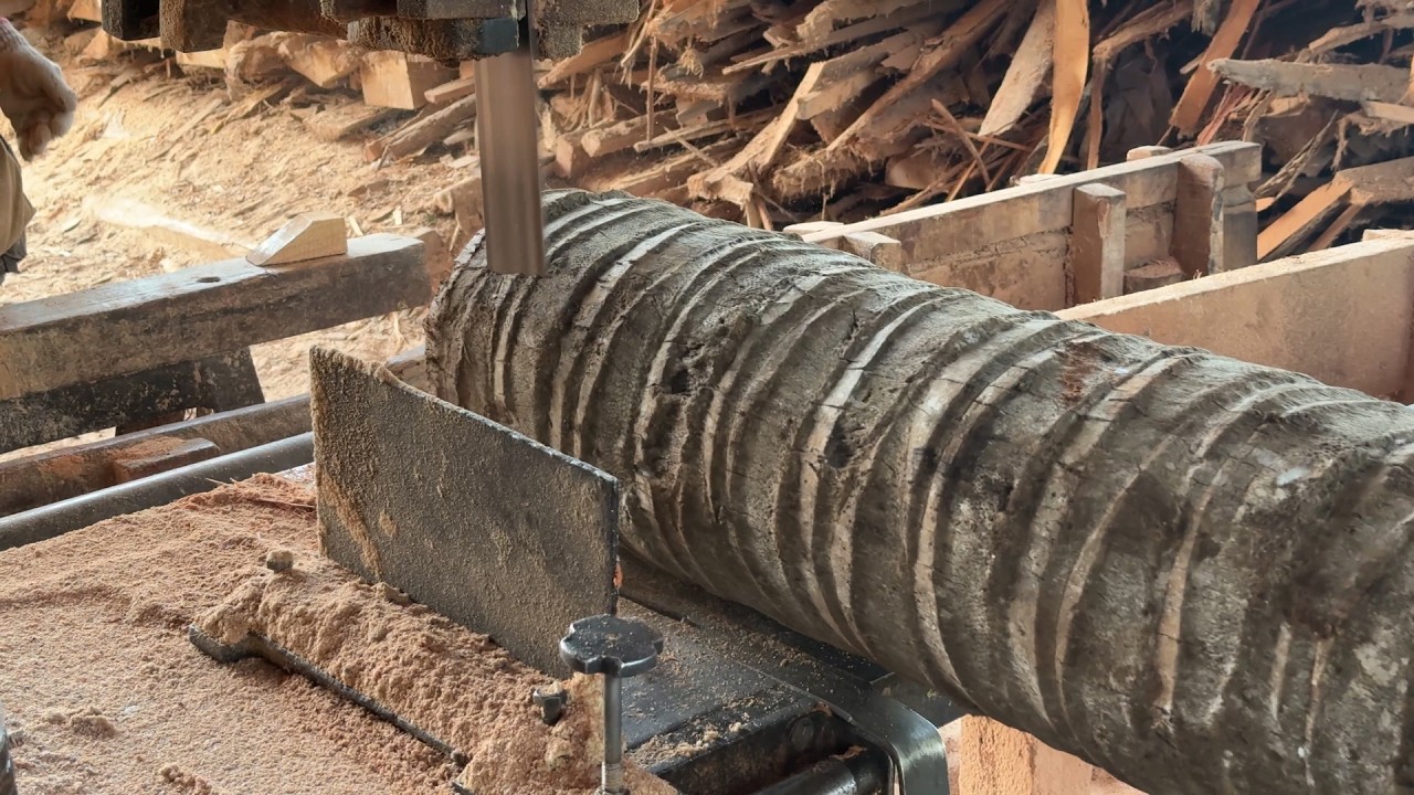 Effective Steps to Sawing a 2x20 Size Coconut Tree