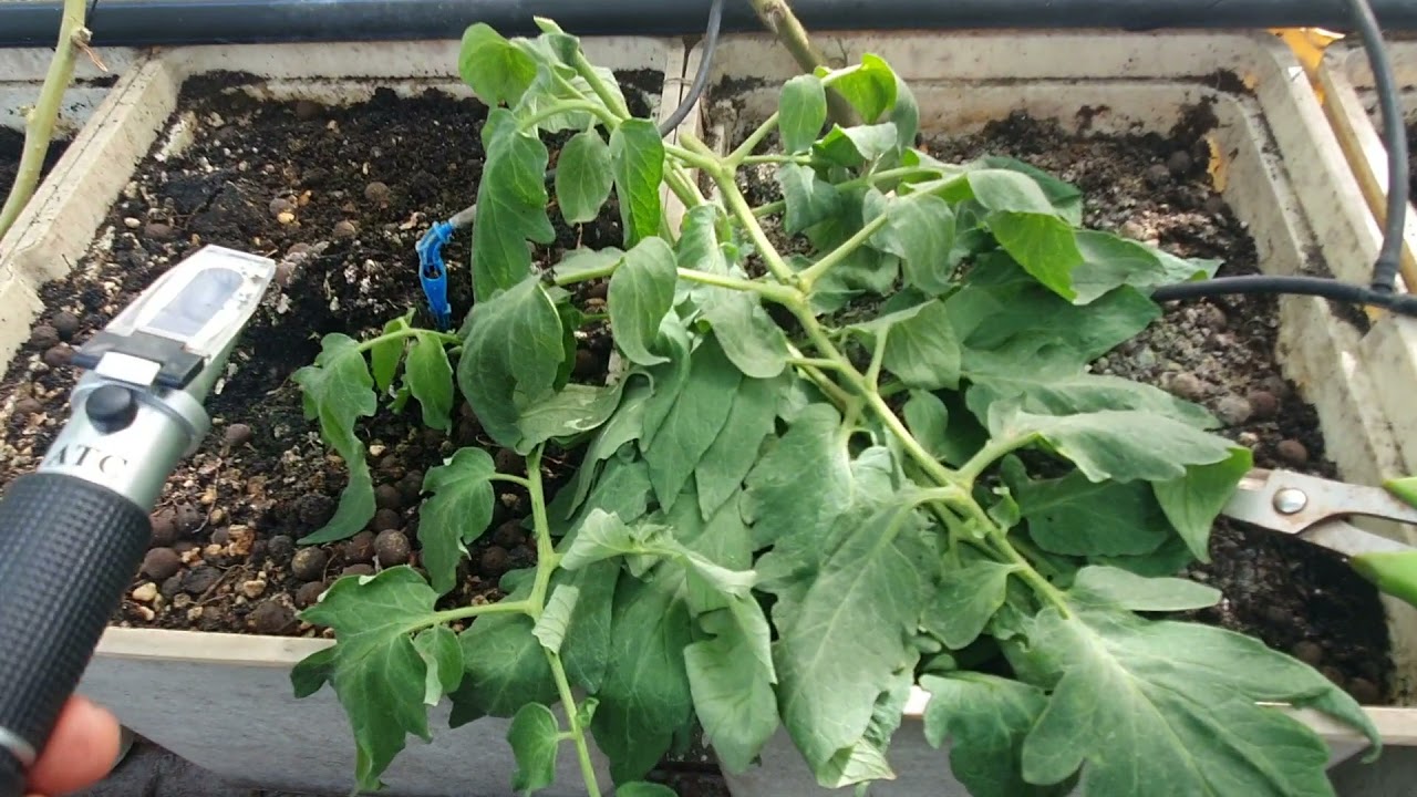 Measuring tomato plant sap with BRIX meter to find out if your plants resists aphids and whiteflies