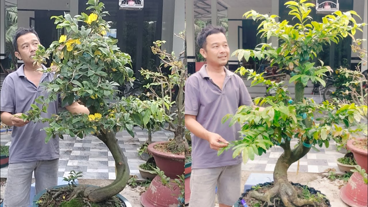 8/3/2026 siêu bông bình lợi dáng long lắc 3Đ đế đẹp giá rẻ ☎0939099607 Thúy Hằng