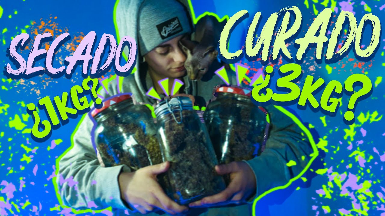 SECADO Y CURADO DE CULTIVO DE CANANABIS INDOOR*