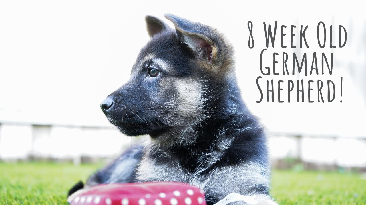 24 HOURS WITH 8 WEEK OLD GERMAN SHEPHERD PUPPY