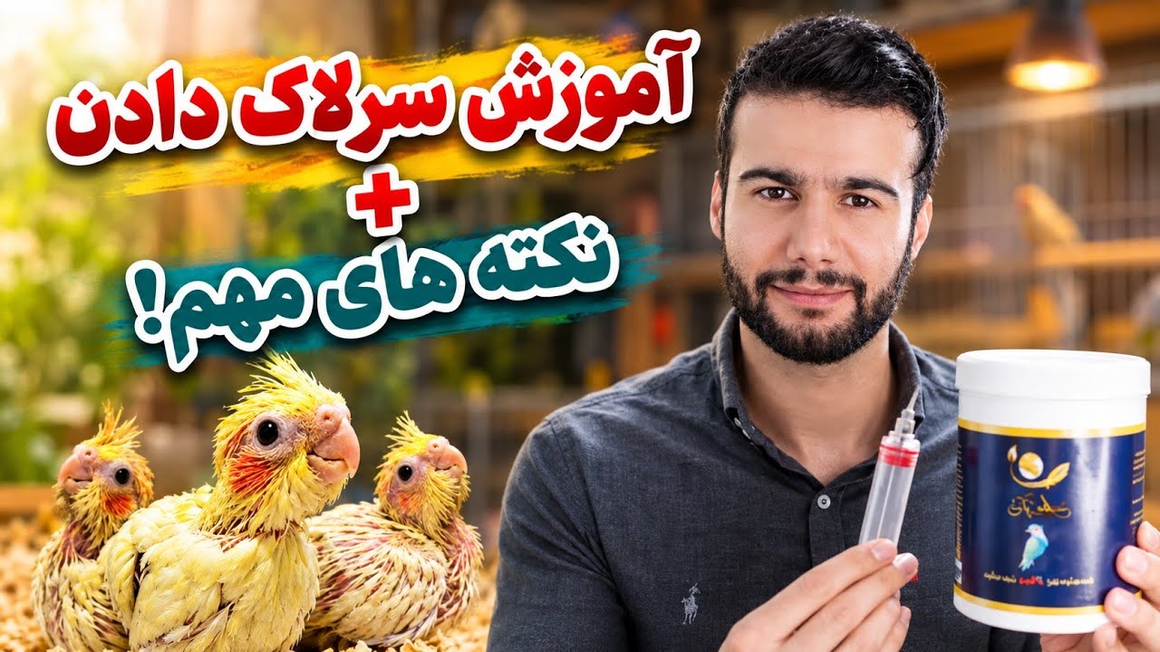 آموزش سرلاک دادن به جوجه عروس هلندی + نکته های مهم در سرلاک دادن که باید رعایت بشه