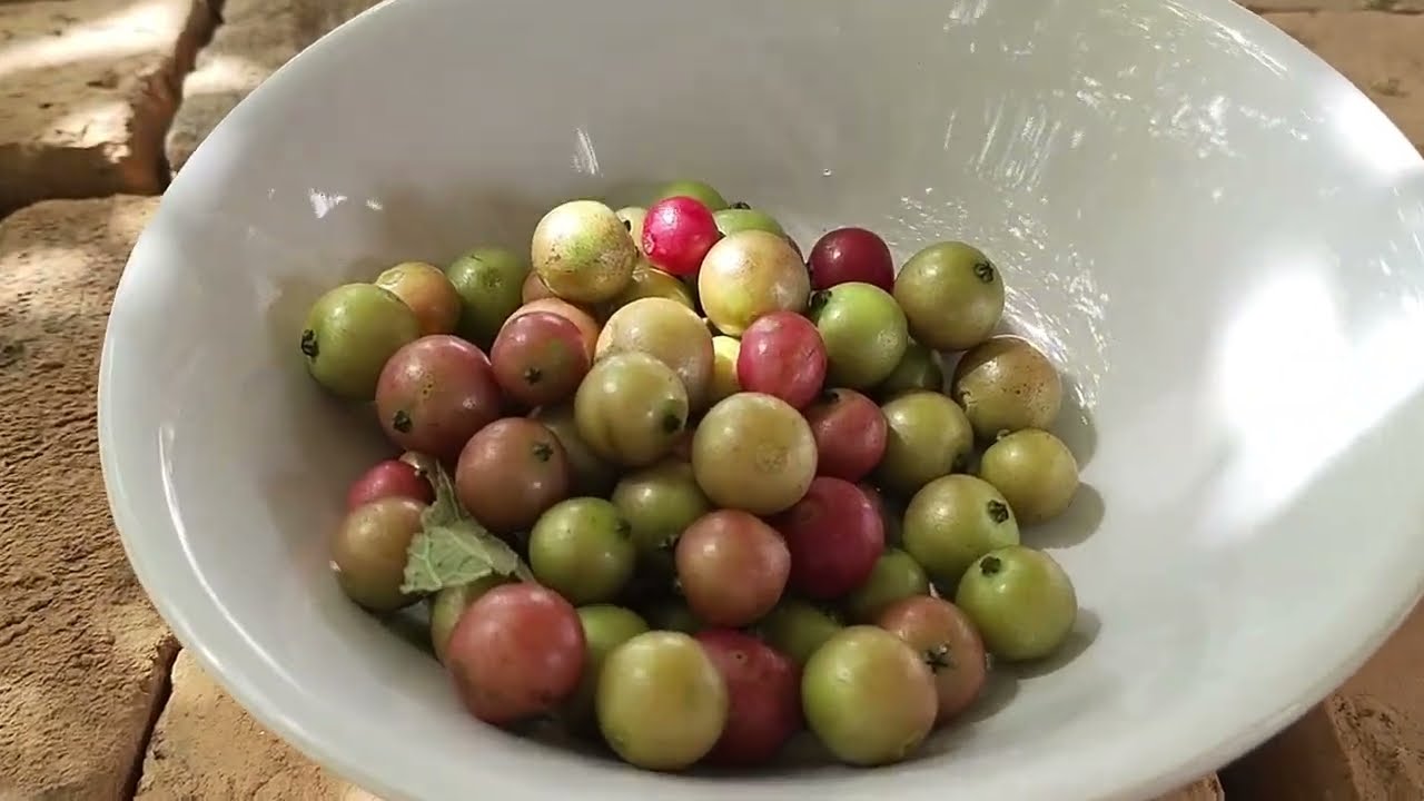Panen buah Buah🍒 Seri/Kersen (Muntingia calabura) di Indonesia 🍒#panen #buah 