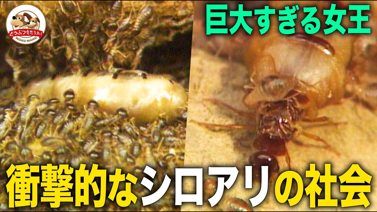 【100万匹の秩序】キノコ栽培に詳細な役割分担&hellip;！巨大な王と女王に統率されうごめくシロアリたちの巣の内部を見てみよう【どうぶつ奇想天外／WAKUWAKU】