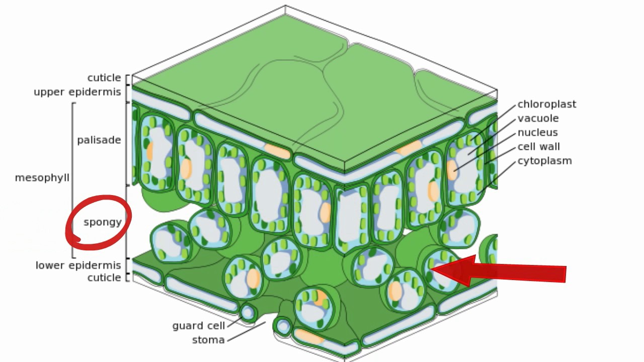 Function of leaves in plants