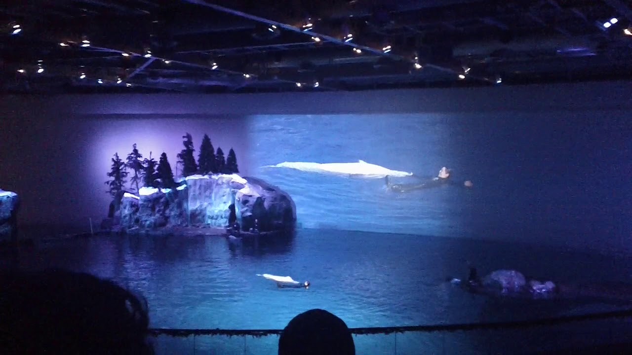 2013 Visit to Shedd Aquarium Chicago - Aquatic Presentation