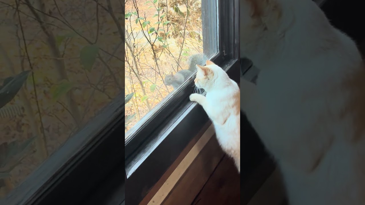 Cat video
