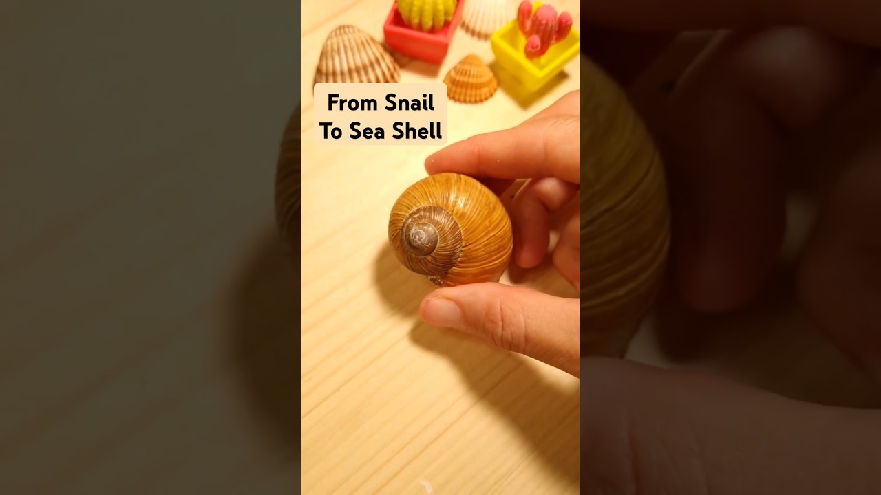 DIY ✨️ Dot Art on Old Snail Shell 🐚( no snails were harmed!)