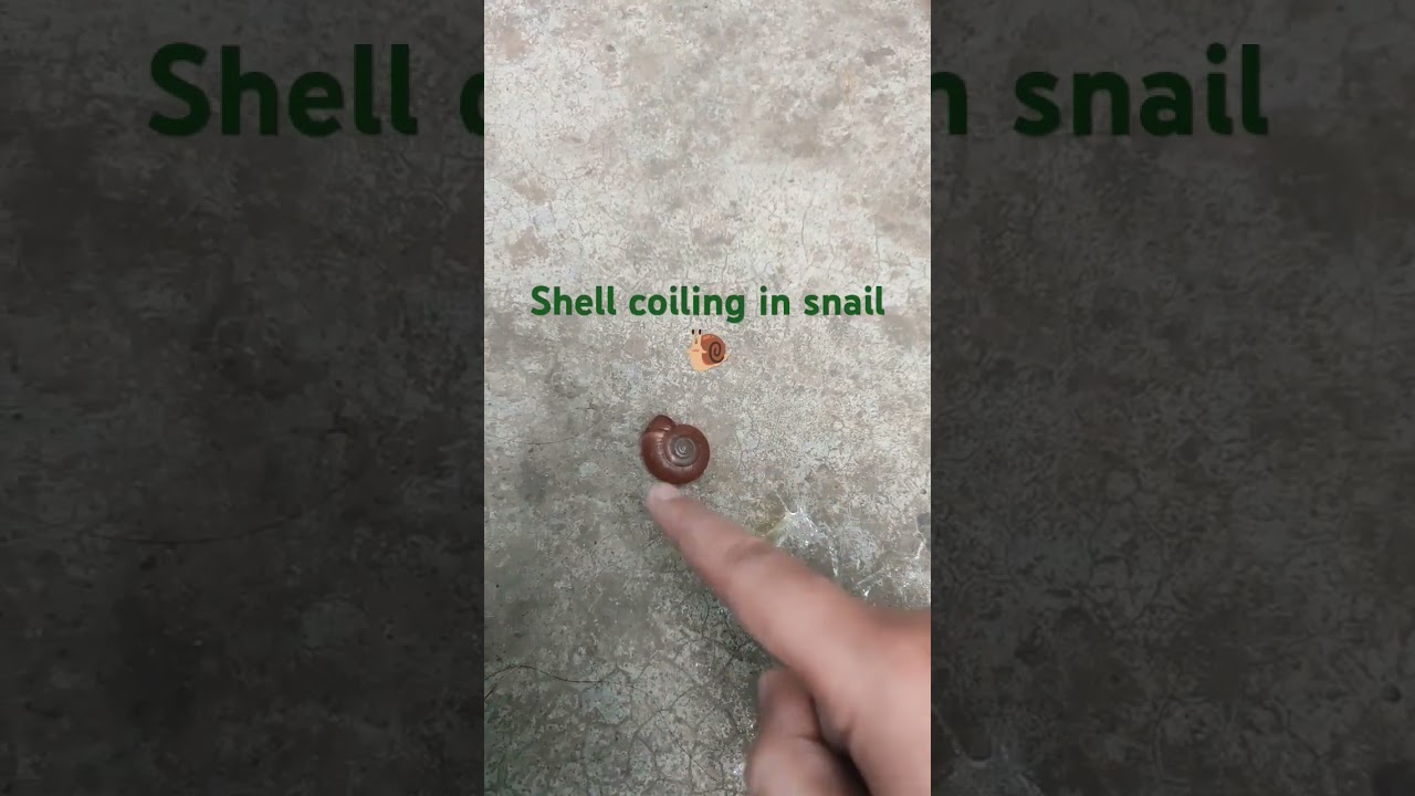 shell coiling of snail 🐌 dextral(clockwise)&sinistral(anticlockwise)#gastropoda #genetics #snails 🐌🤍