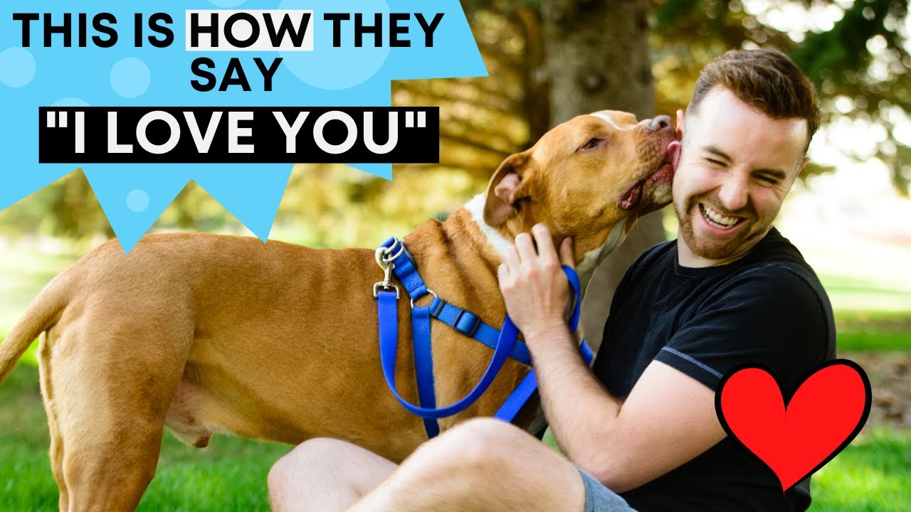 9 Signs your Pitbull Loves you the MOST!