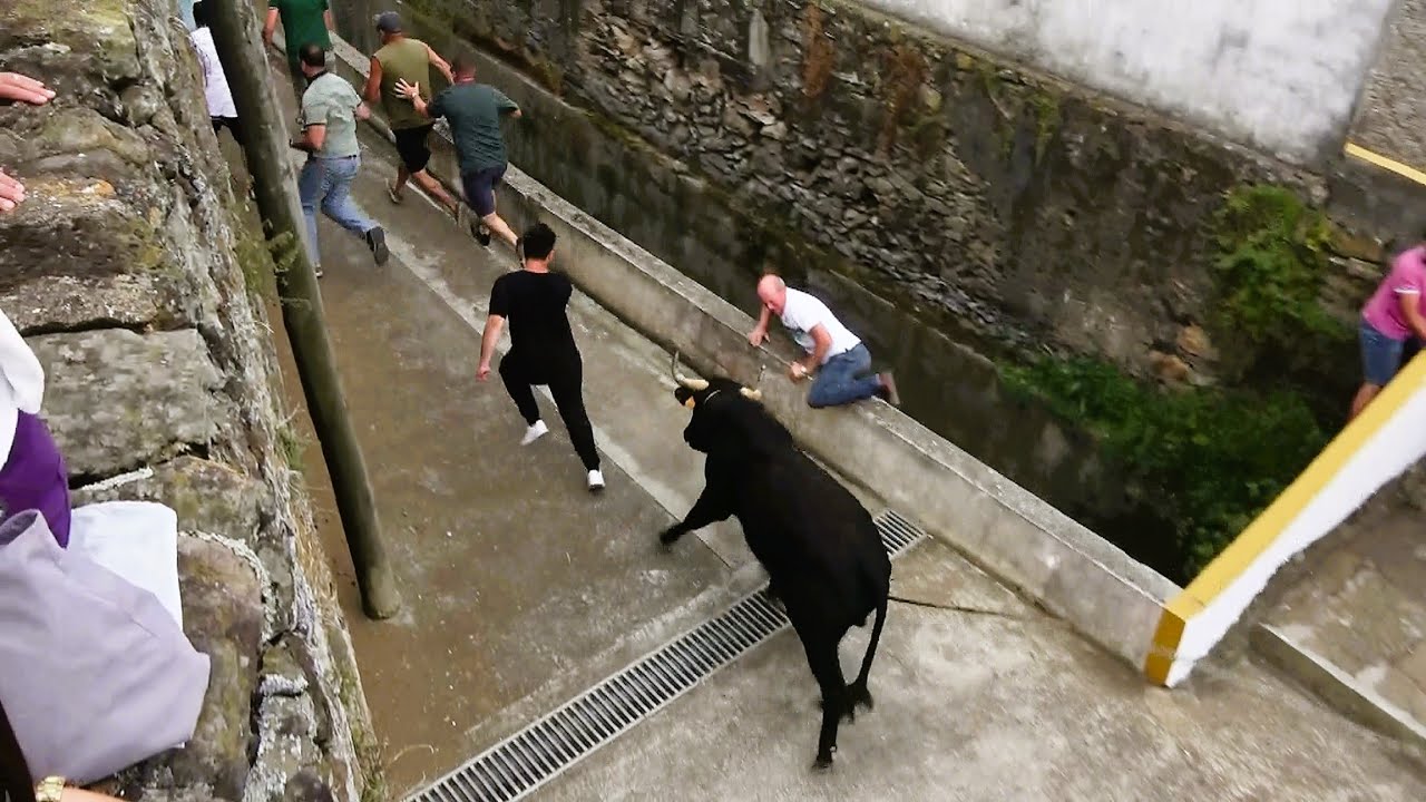 Tourada Santo Amaro - Touros JAF (106,264,140,282) - 5/7/2025 - Ilha Terceira - Açores - Portugal