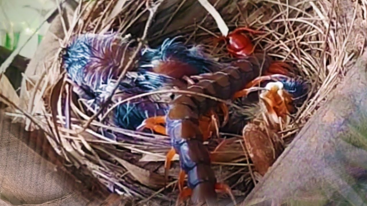 NGERI! SEEKOR KELABANG MELUMPUHKAN DUA BAYI BURUNG SEKALIGUS