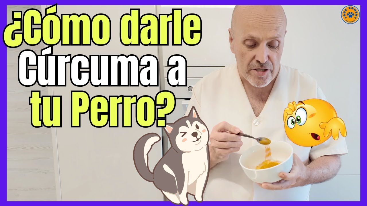 🔴 CÚRCUMA PARA PERROS DOSIS, BENEFICIOS Y PARA QUE SIRVE 🔴