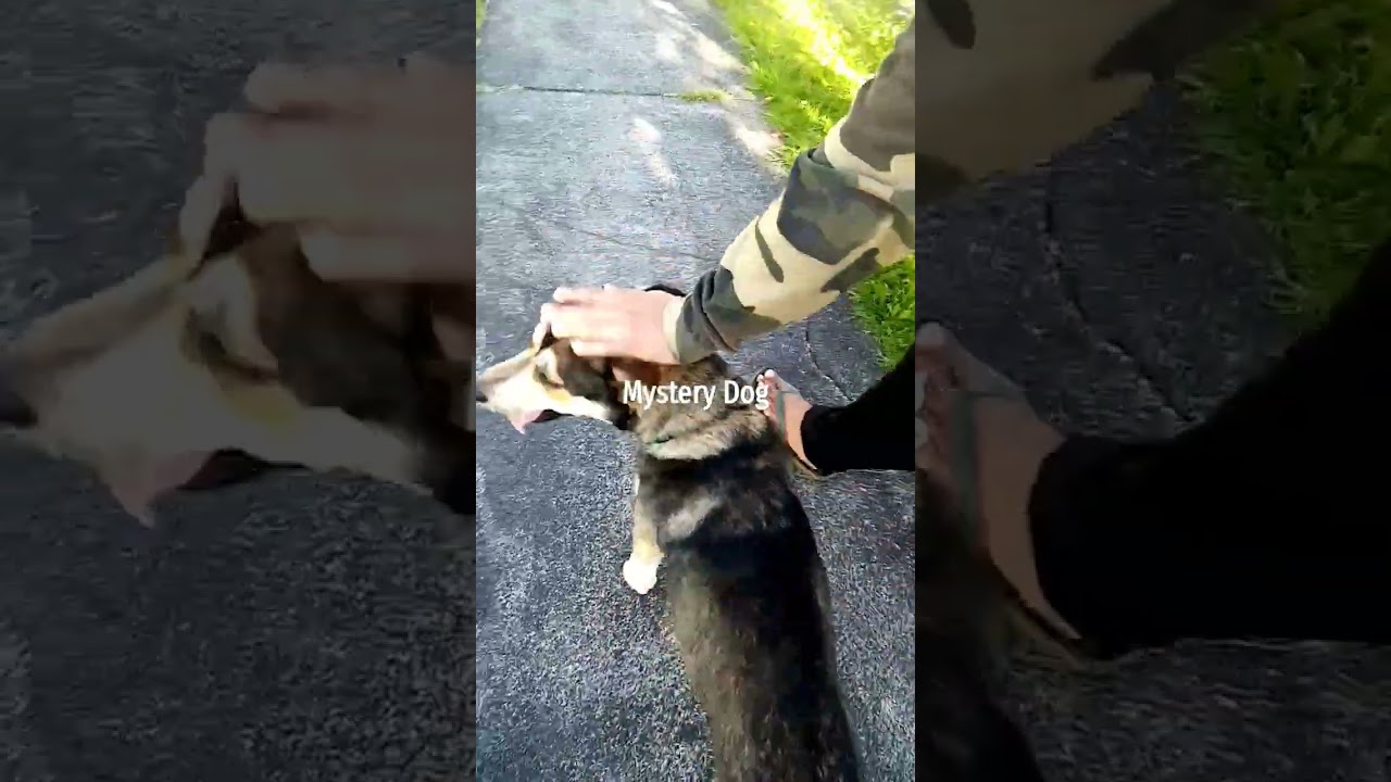 Spending time with the dogs