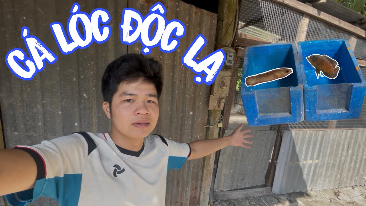 Khai Trương Trại Nuôi Cá Cảnh Và 2 Chiếc Hồ Đầu Tiên Nuôi 2 Con Cá Có Ngoại Hình Đặc Biệt
