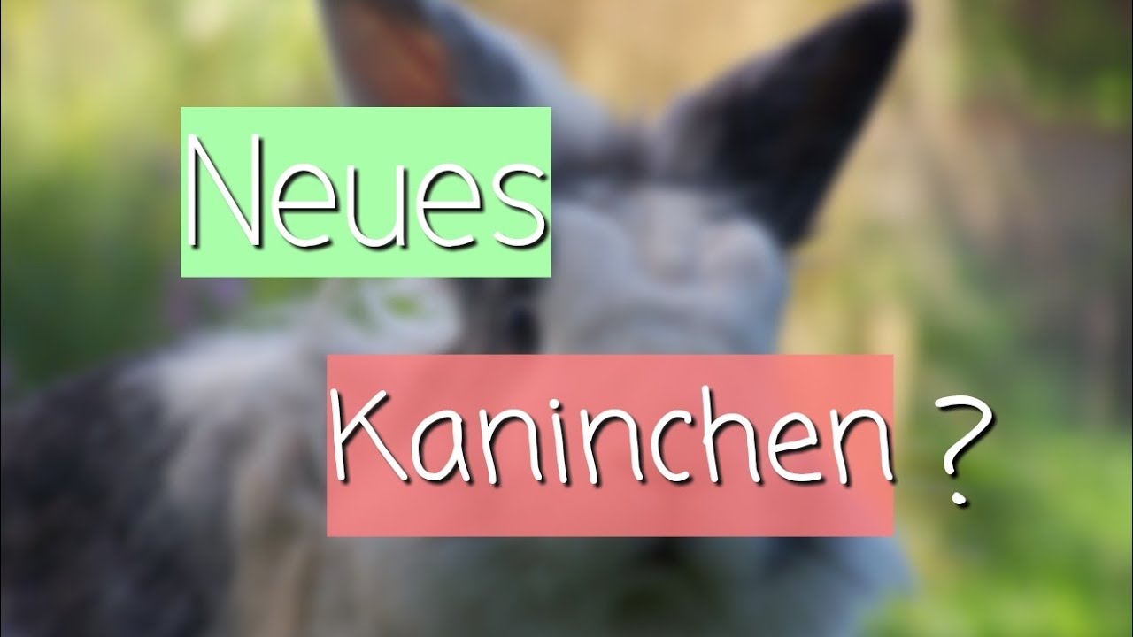 Neues Kaninchen?!|Kaninchenalltag🐇| Vlog