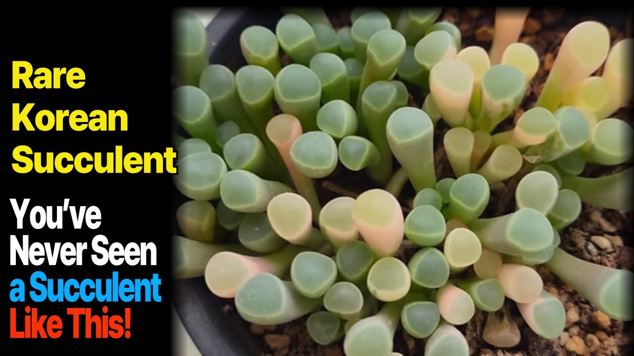 rare Korean Succulents #succulent #koreansucculent #cactus #plants