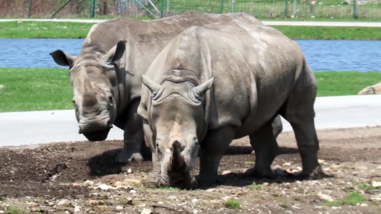 African Lion Safari In Hamilton Ontario Canada 2025  #africanlionsafari #hamilton #wildlife