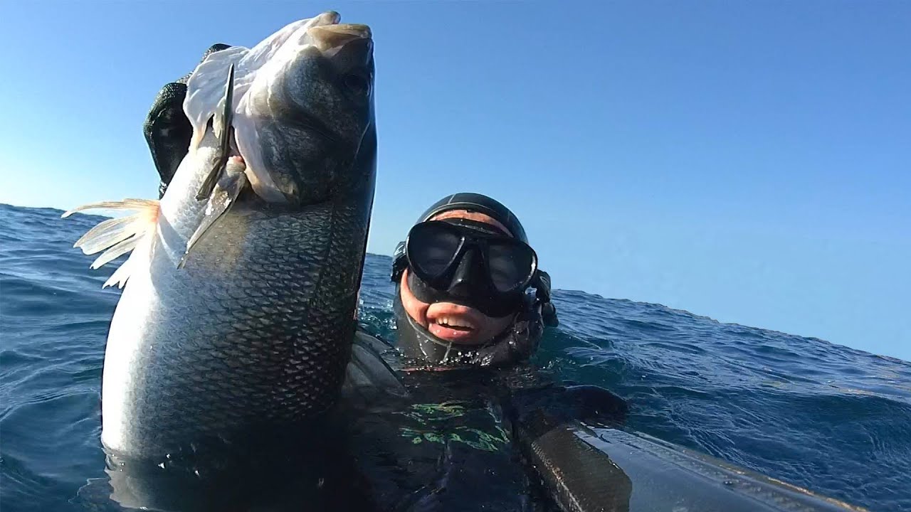 Chasse sous marine -  Gros loup de M&eacute;diterran&eacute;e 5,9Kg