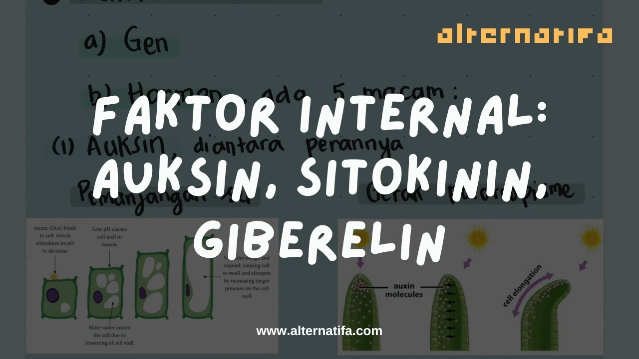 Fisiologi Tumbuhan: Auksin, Sitokinin, Giberelin | Biologi | Alternatifa