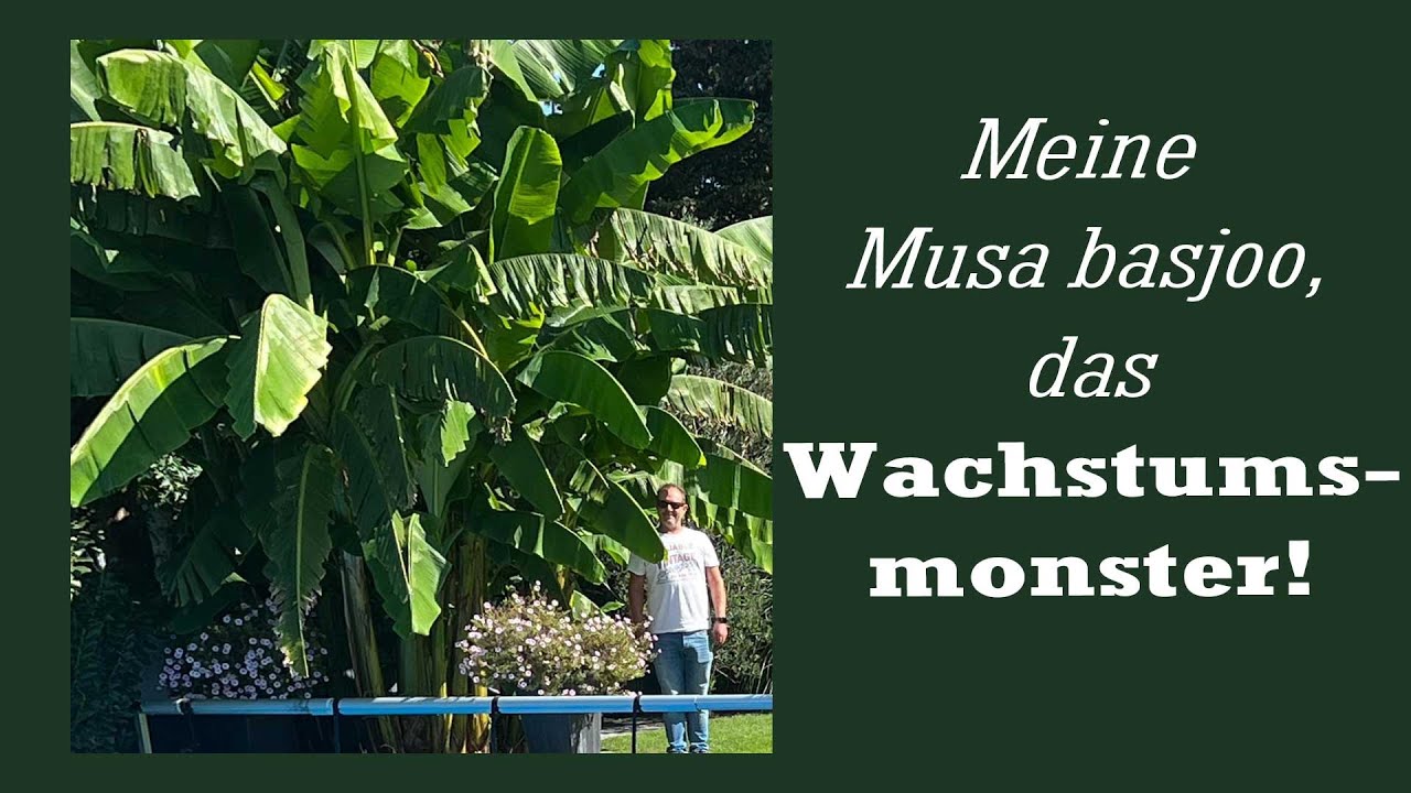 Bananen Monster
