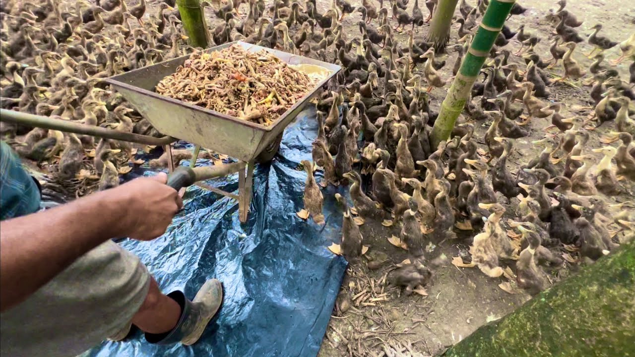 500 താറാവിന് ഇതാണോ തീറ്റ | Duck farming | Low cost duck feed