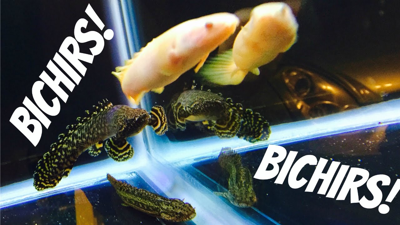 Bichirs - Ornate, Albino Senegal, Lapradei