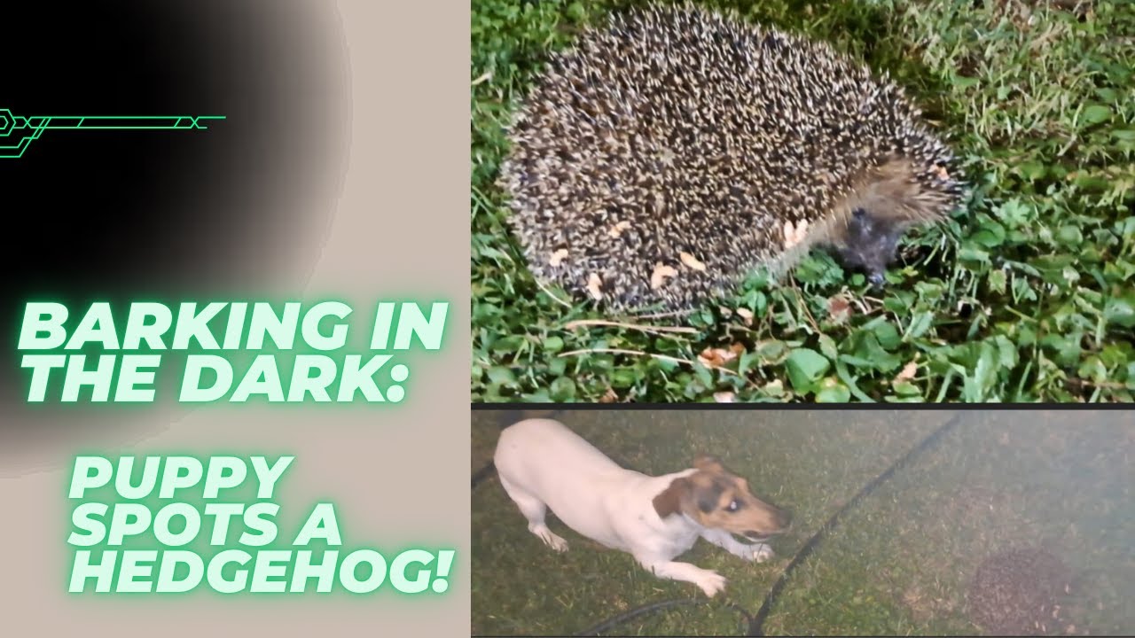 Jack Russell Puppy Discovers Scared Hedgehog in the Garden!