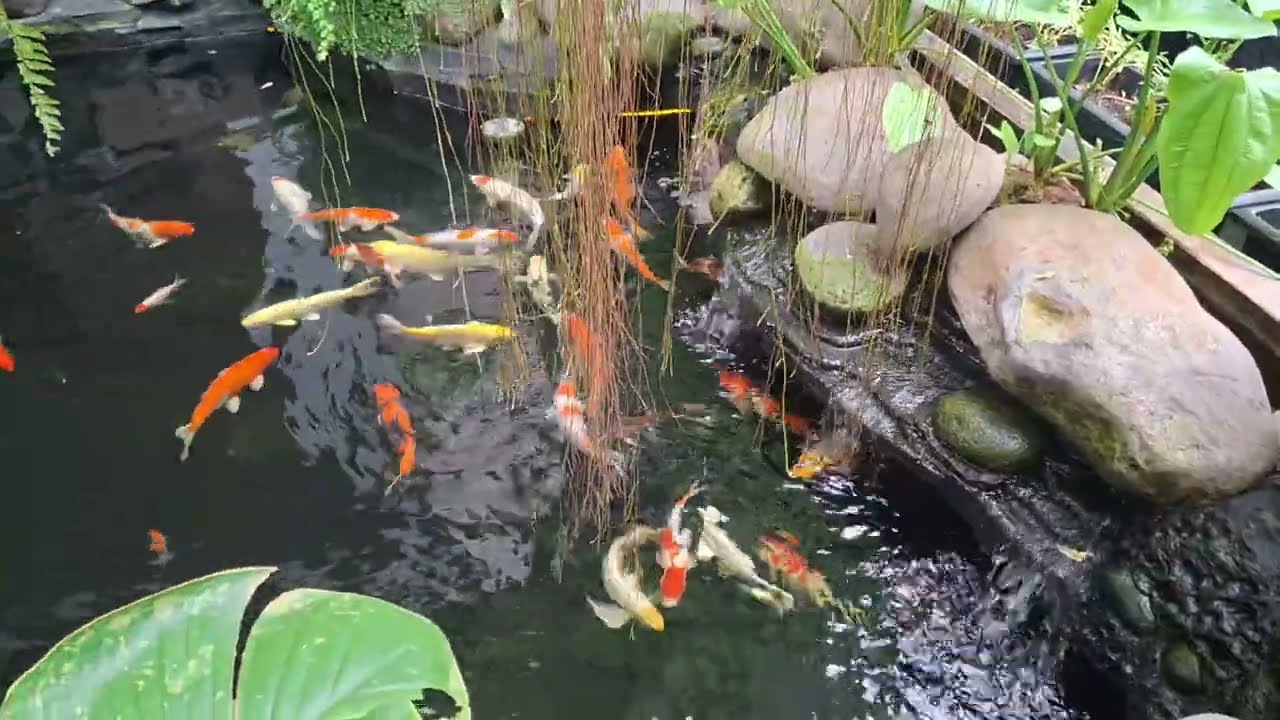 Ternyata Kolam tua ini banyak ikan hias warna warni ikan mas koi koki guppy lele albino