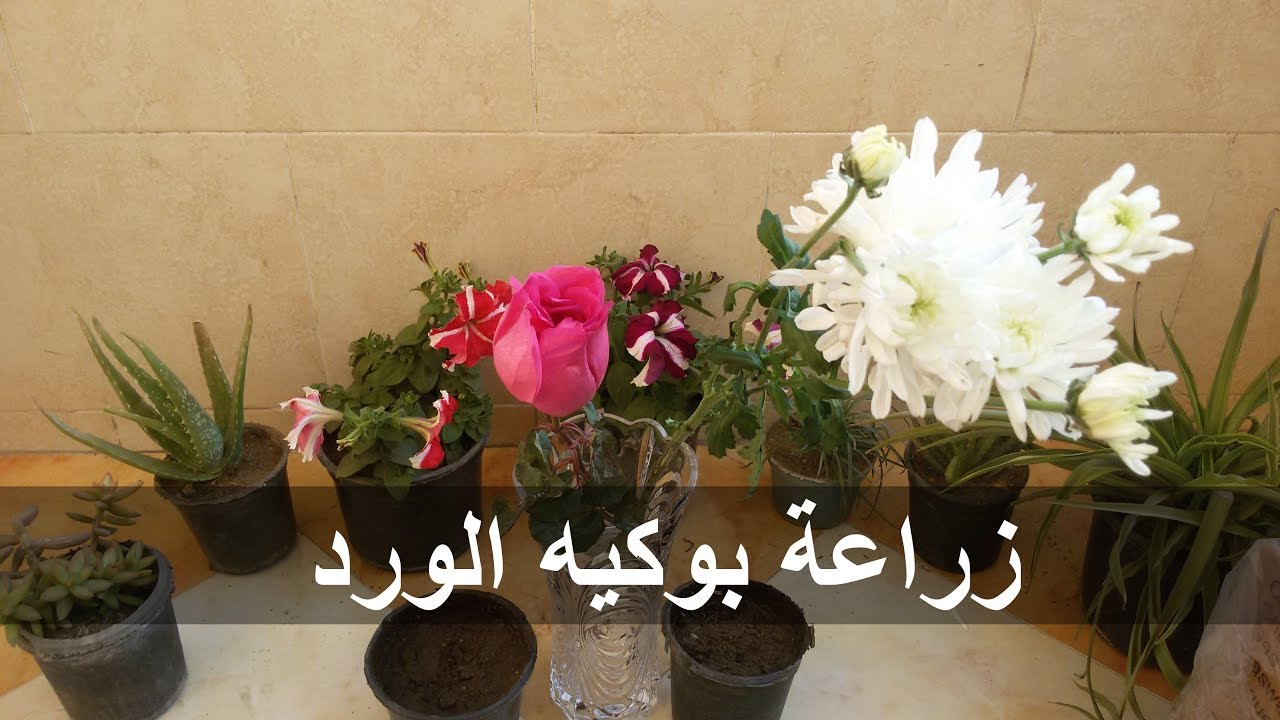 مترميش بوكيه الورد ازرعه تاني !!