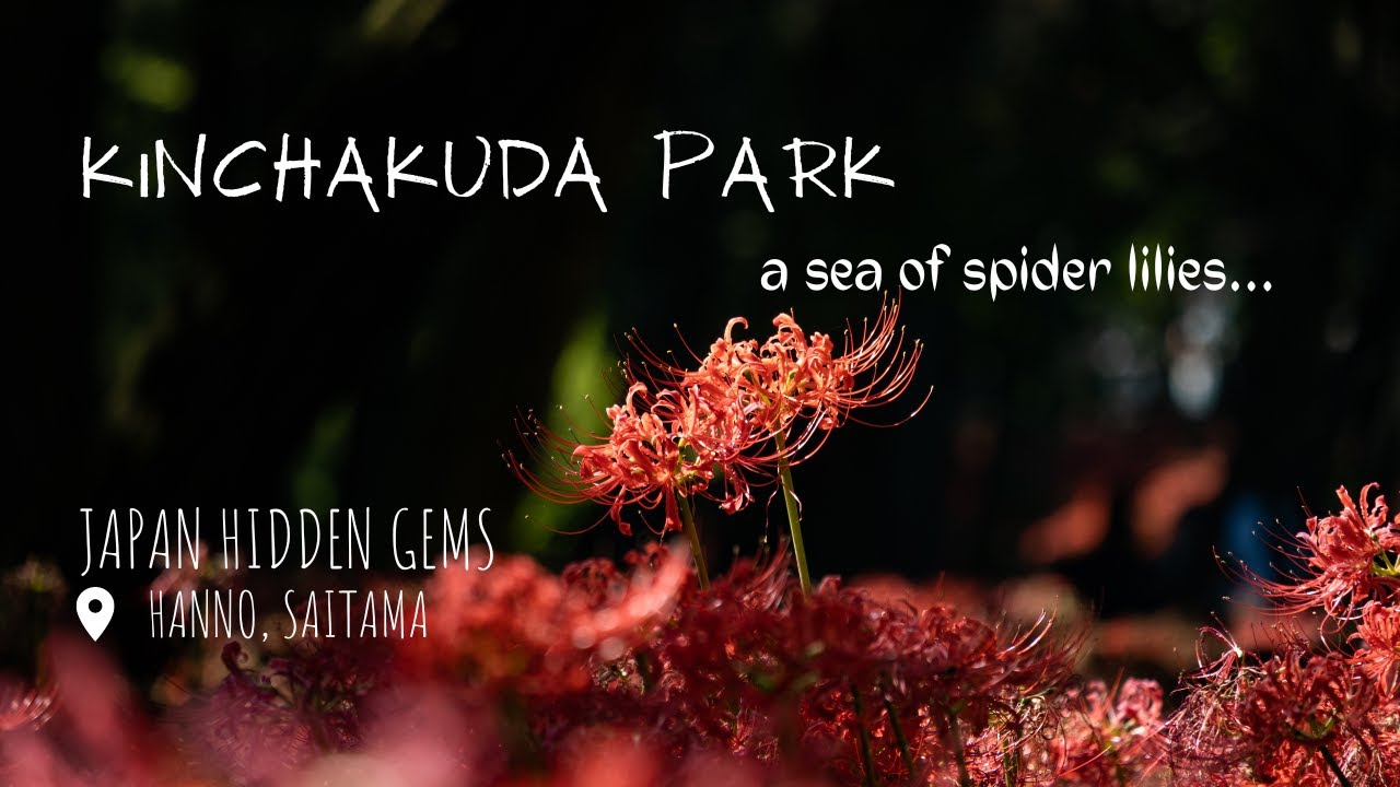 Kinchakuda Park : A sea of spider lilies