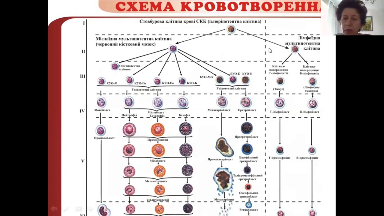 Лейкози та лімфоми