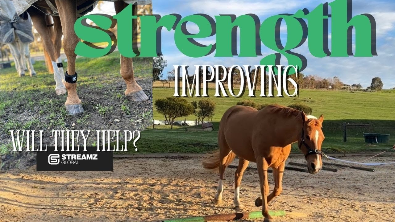 💫Strength Training For Bella ~ EQU StreamZ Magnetic Horse Bands #horse #equestrianjourney #pony