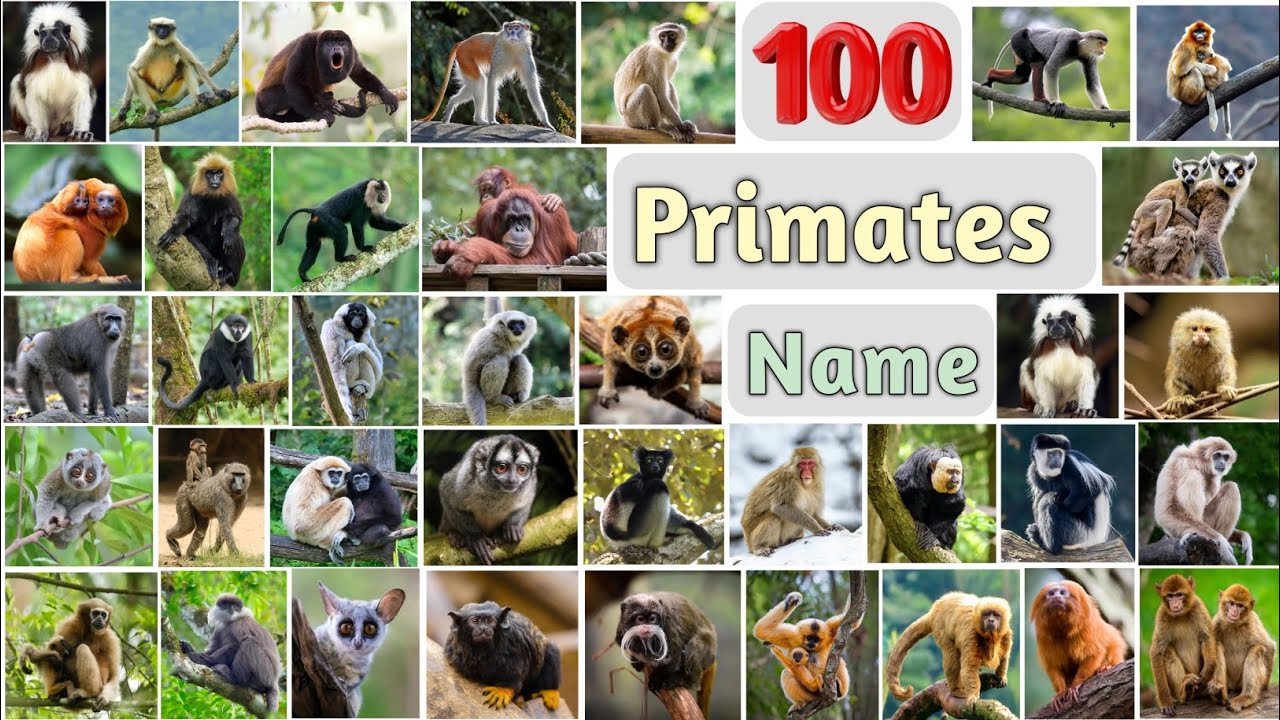 Primates Vocabulary ll 100 Primates Name in English With Pictures ll Monkeys, Langur, Lemur, Tamarin