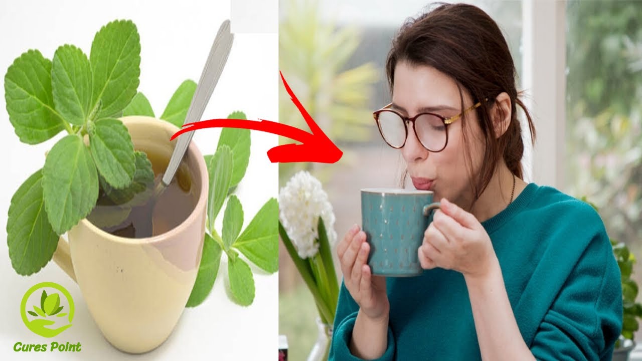 Health Benefits Of Boldo leaves - Great for the Liver