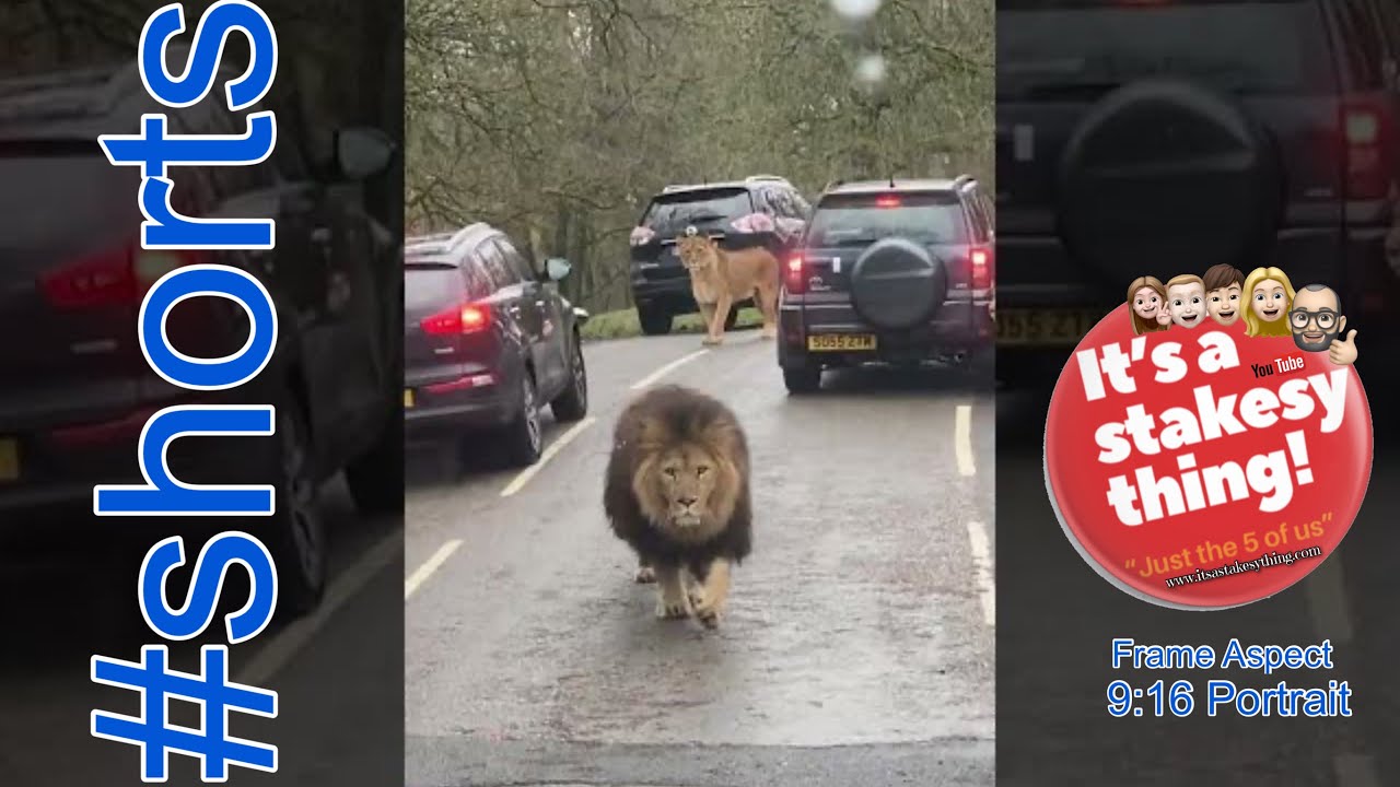Scary Lion runs towards our Car | Knowsley Safari Park | #itsastakesything | #shorts