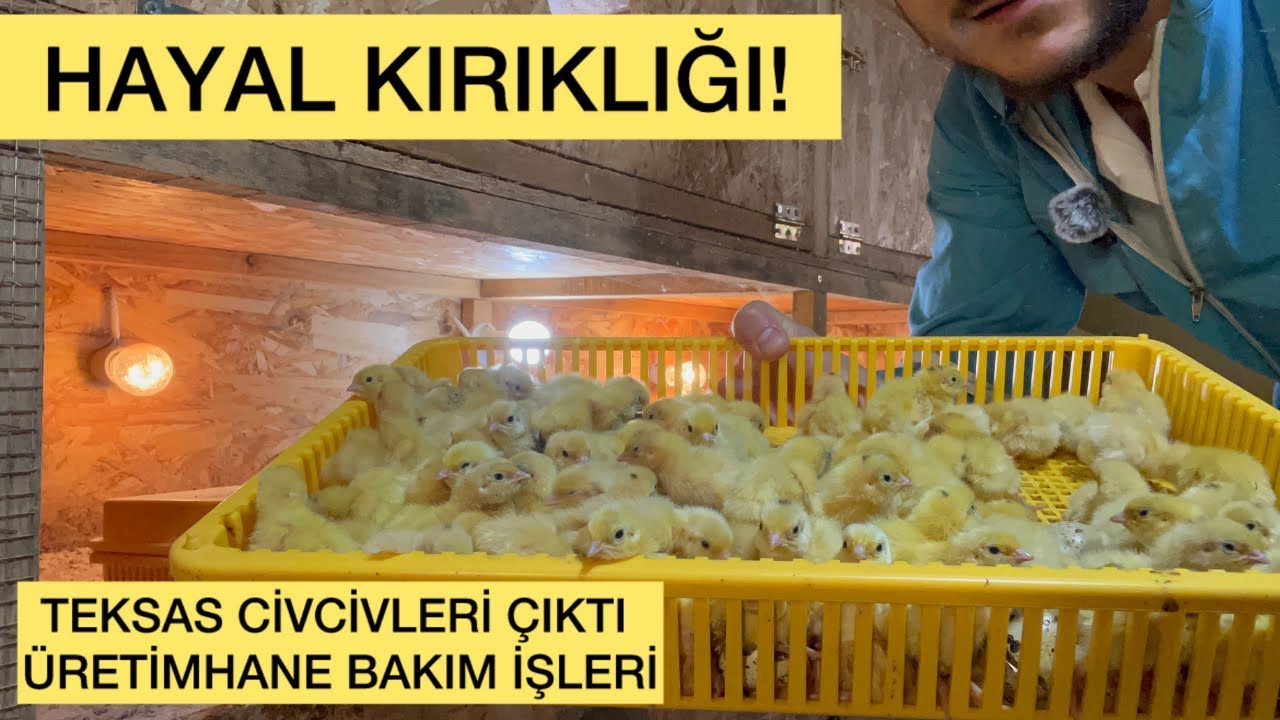 Bu Çıkımda Bir Şeyler Ters Gitti! Teksas Yumurtalarında Beklenmedik Sonuç