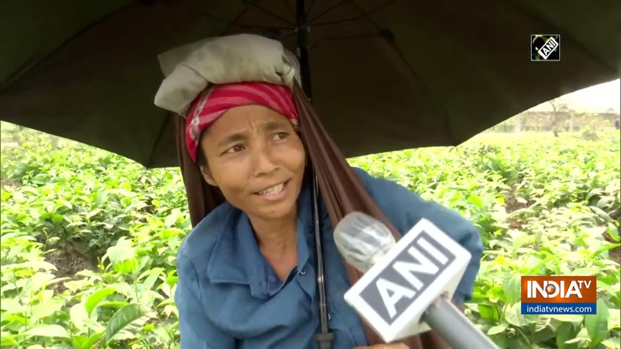 WB polls: BJP, TMC making efforts to seek support from tea garden workers