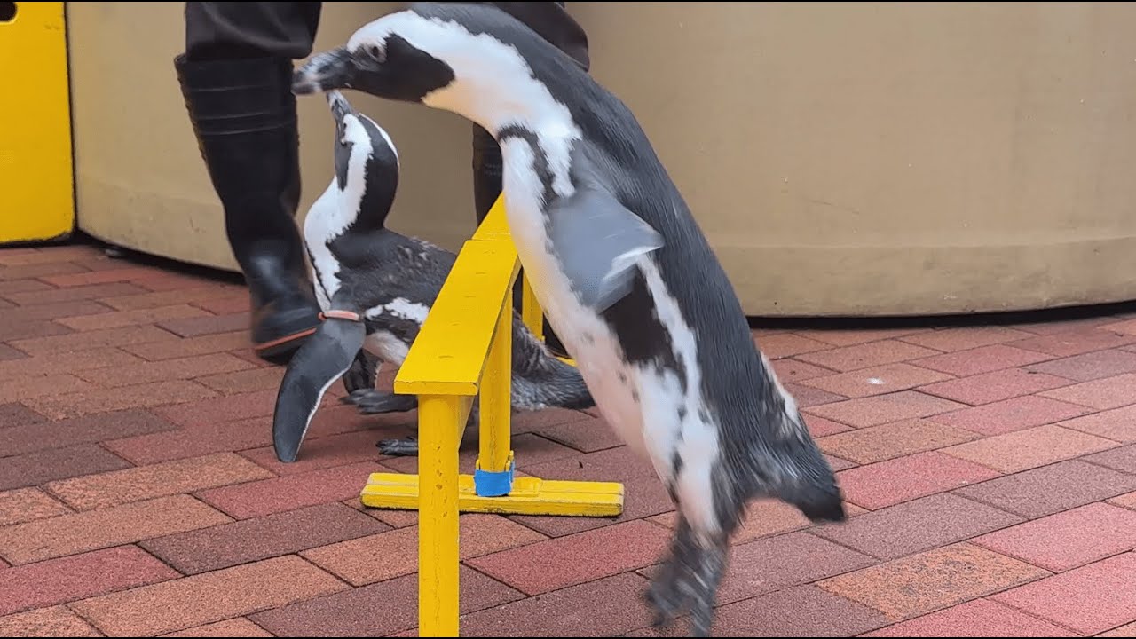 マクセルアクアパーク品川 自由すぎるペンギンショー 