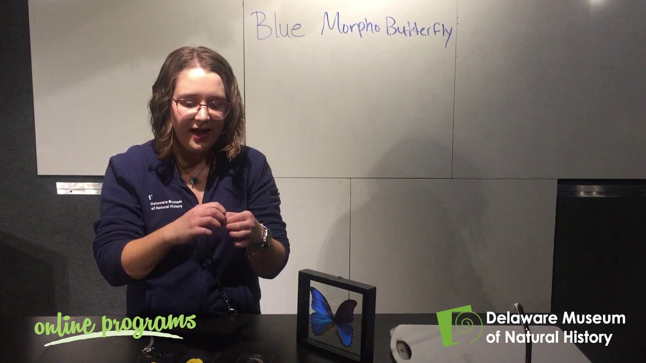 Blue Morpho Butterfly Science