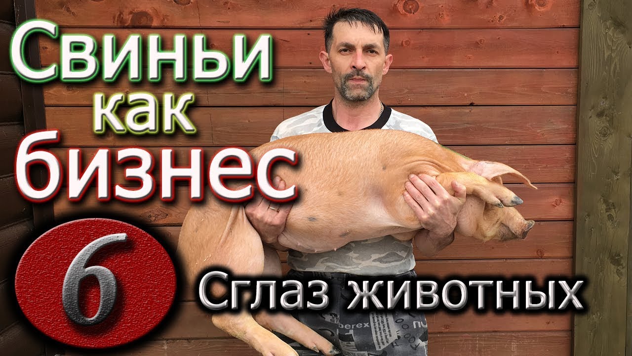 СГЛАЗ ЖИВОТНЫХ