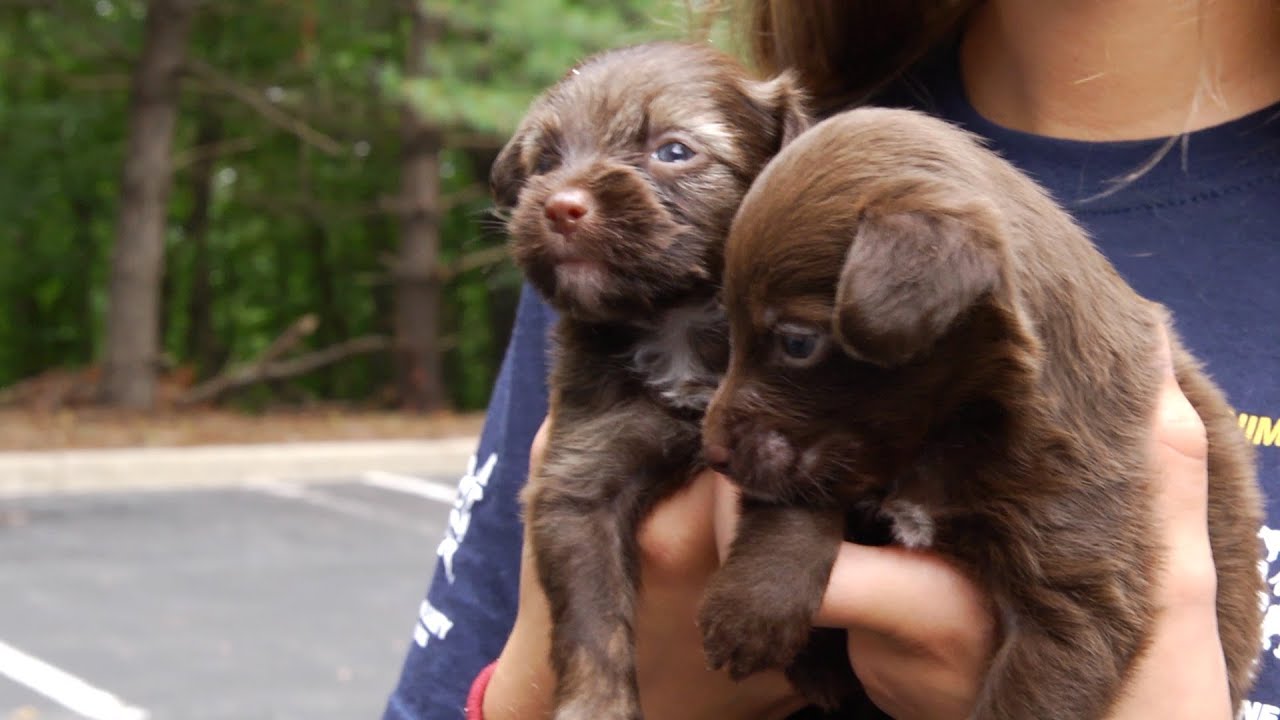 Rescued Arkansas Dogs Start New Lives