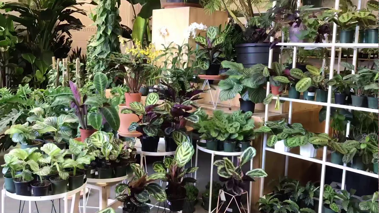Marantaceae Dance Party