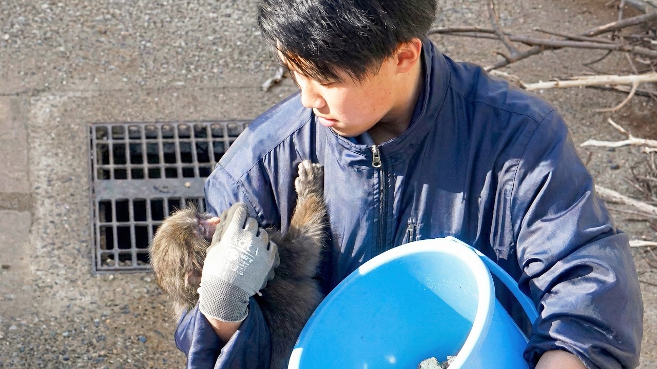 Punch being hand-fed by his favorite zookeeper