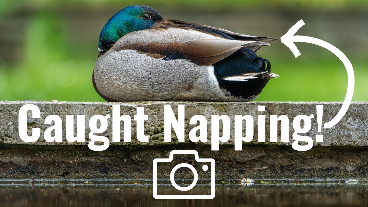 Up Close with a Sleepy Duck | Tamron 50-400mm