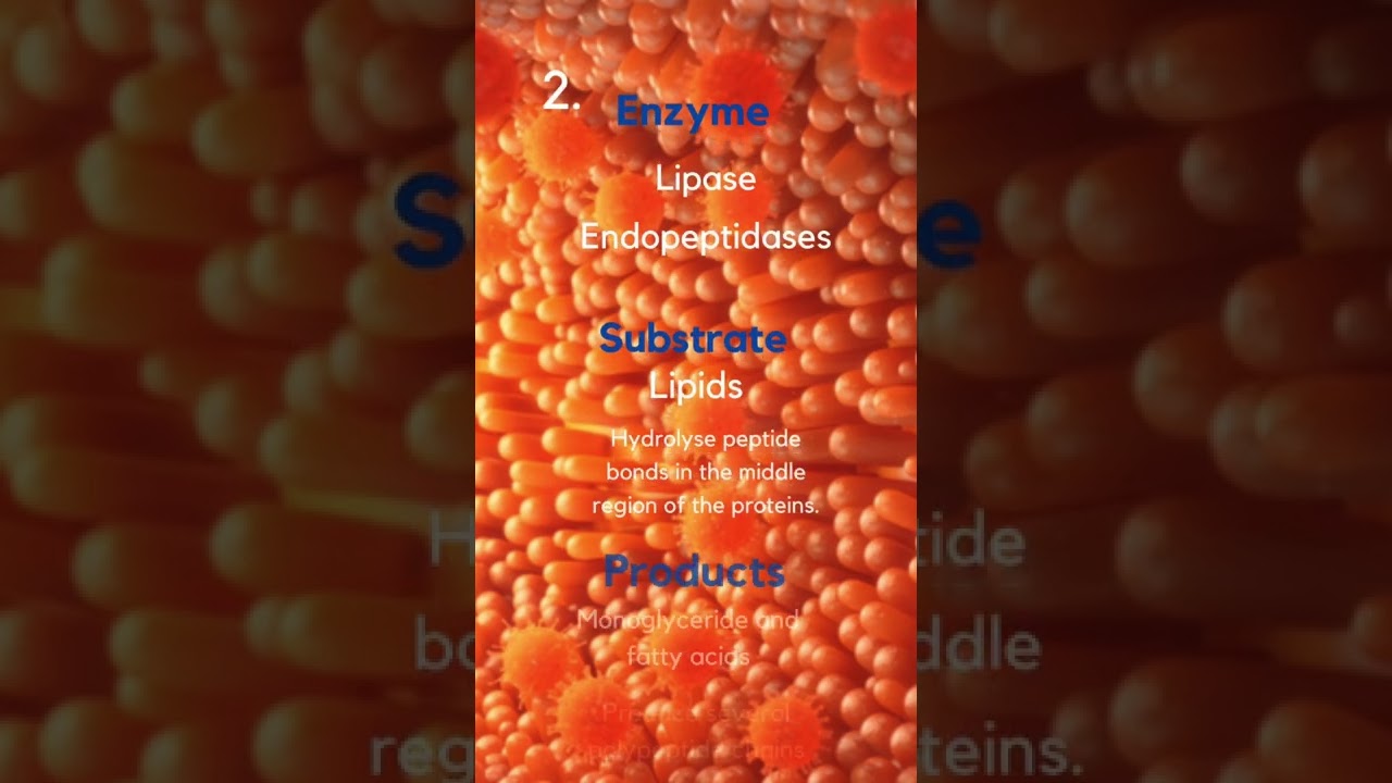🧽 Digestion and Absorption…