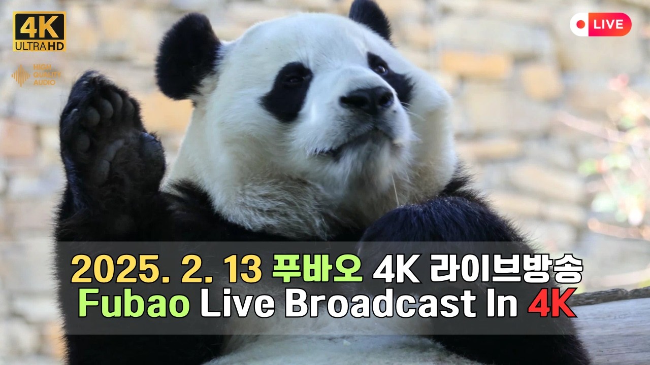 2월 13일 선수핑에서 푸바오의 하루를 4K 고화질 고음질 방송으로 만나보세요.(4K Fubao Live Broadcasting)