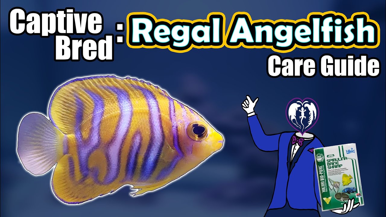 Captive Bred: Regal Angelfish | Care Guide