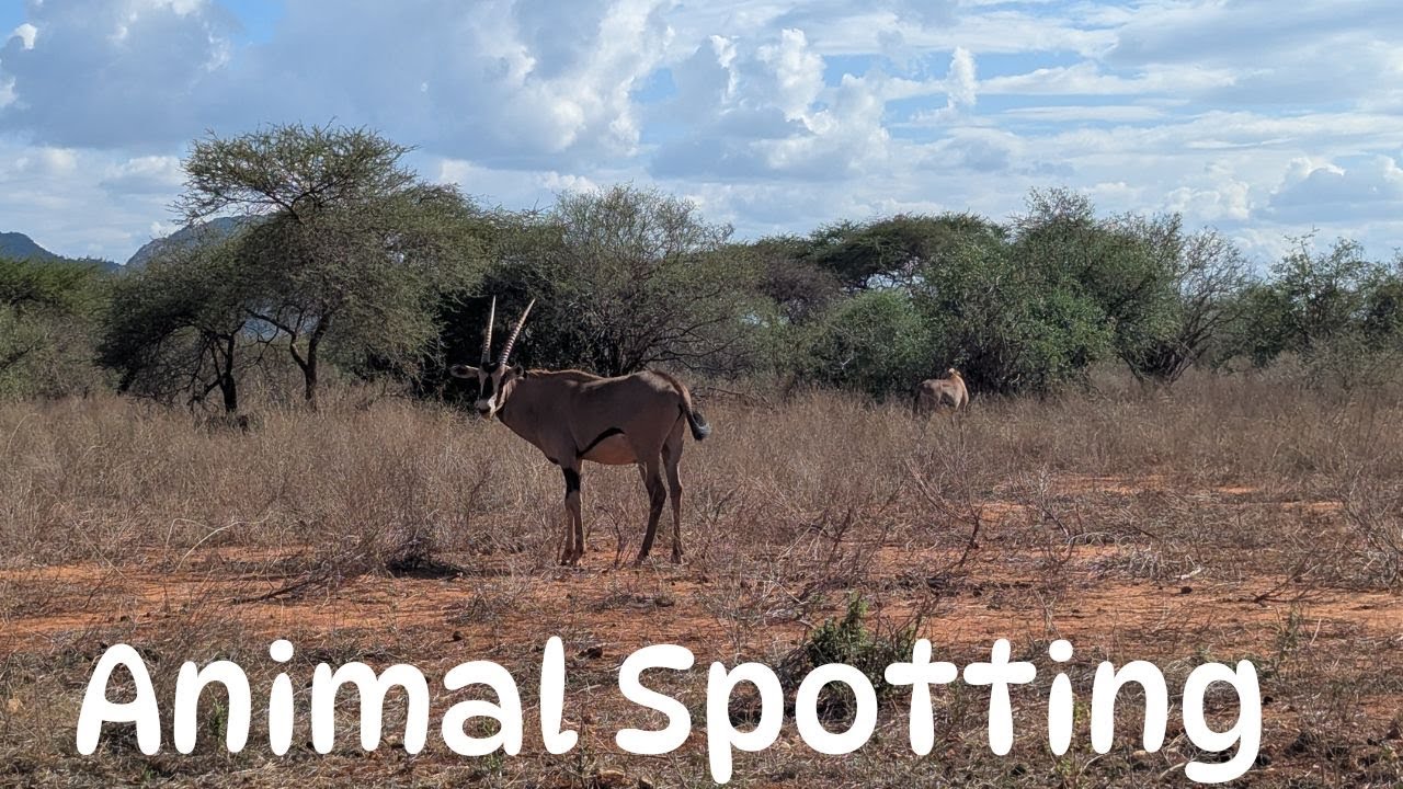 Wild animal spotting in Tsavo West National Park | Going to Mzima Springs | December 2025