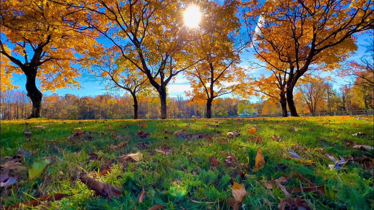 Scenic Fall Setting | Autumn Ambience | Breezy Fall Day in the Country | Autumn Leaves Blow in Wind